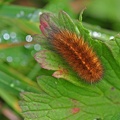 Breitflügeliger Fleckleibbär (Spilosoma lubricipeda)